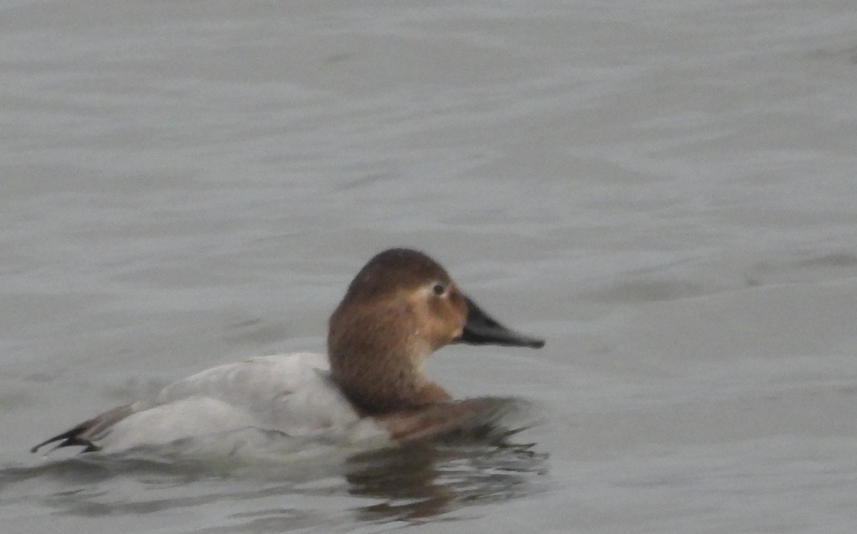 Попелюх довгодзьобий - ML647741268