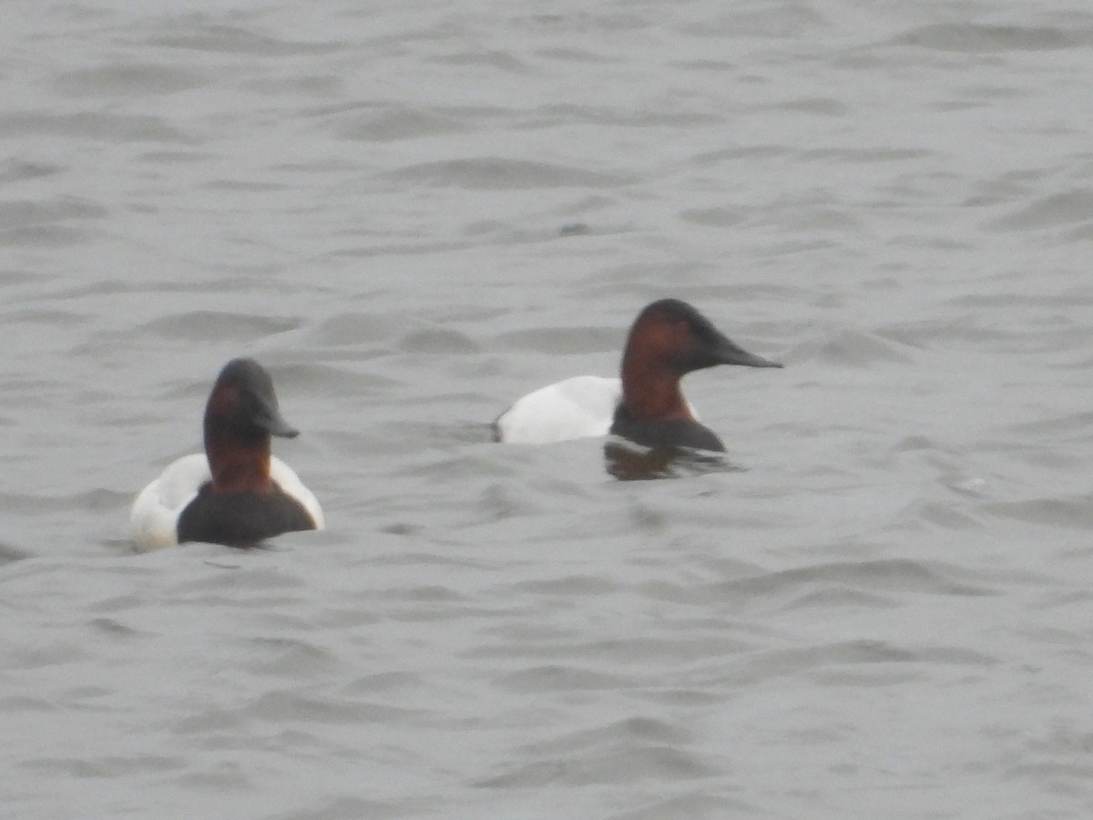 Попелюх довгодзьобий - ML647741269