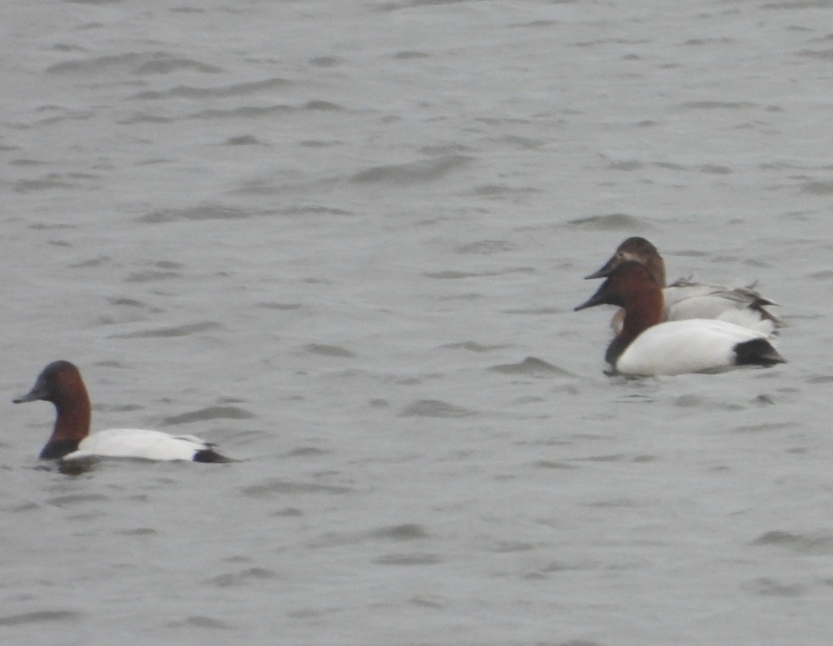 Murgilari bizkarzuria - ML647741270