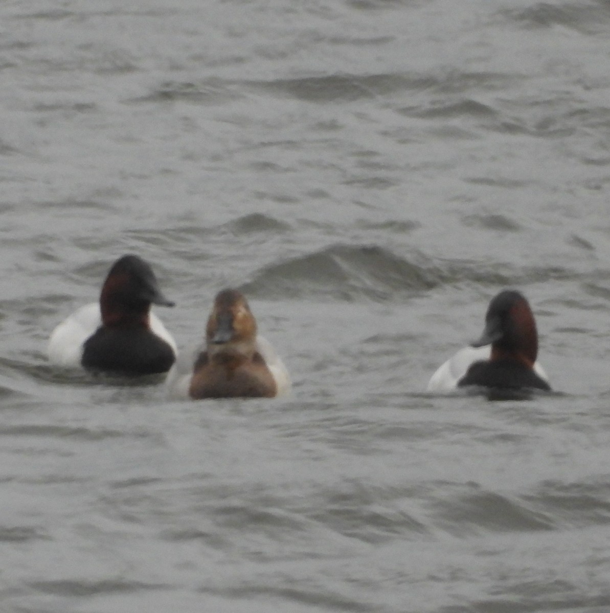 Murgilari bizkarzuria - ML647741271