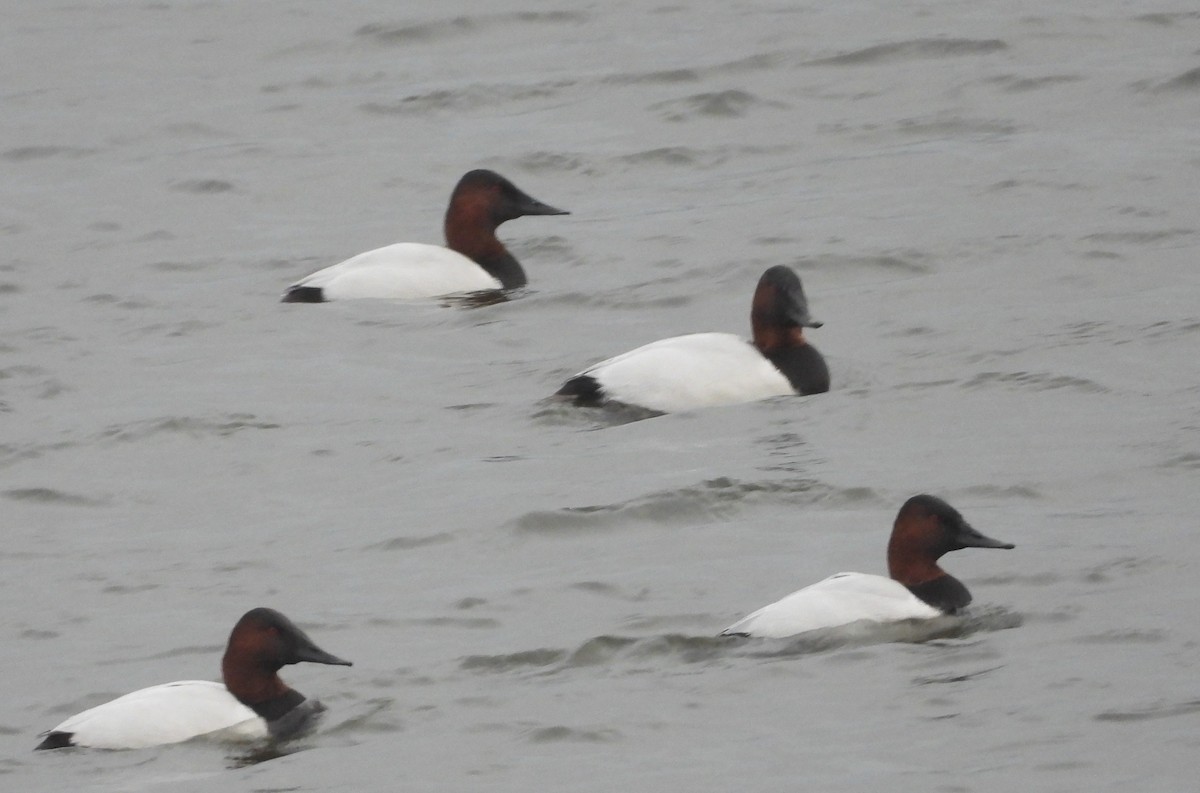 Попелюх довгодзьобий - ML647741272