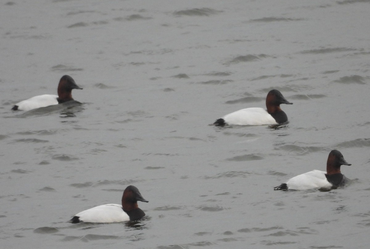 Попелюх довгодзьобий - ML647741274