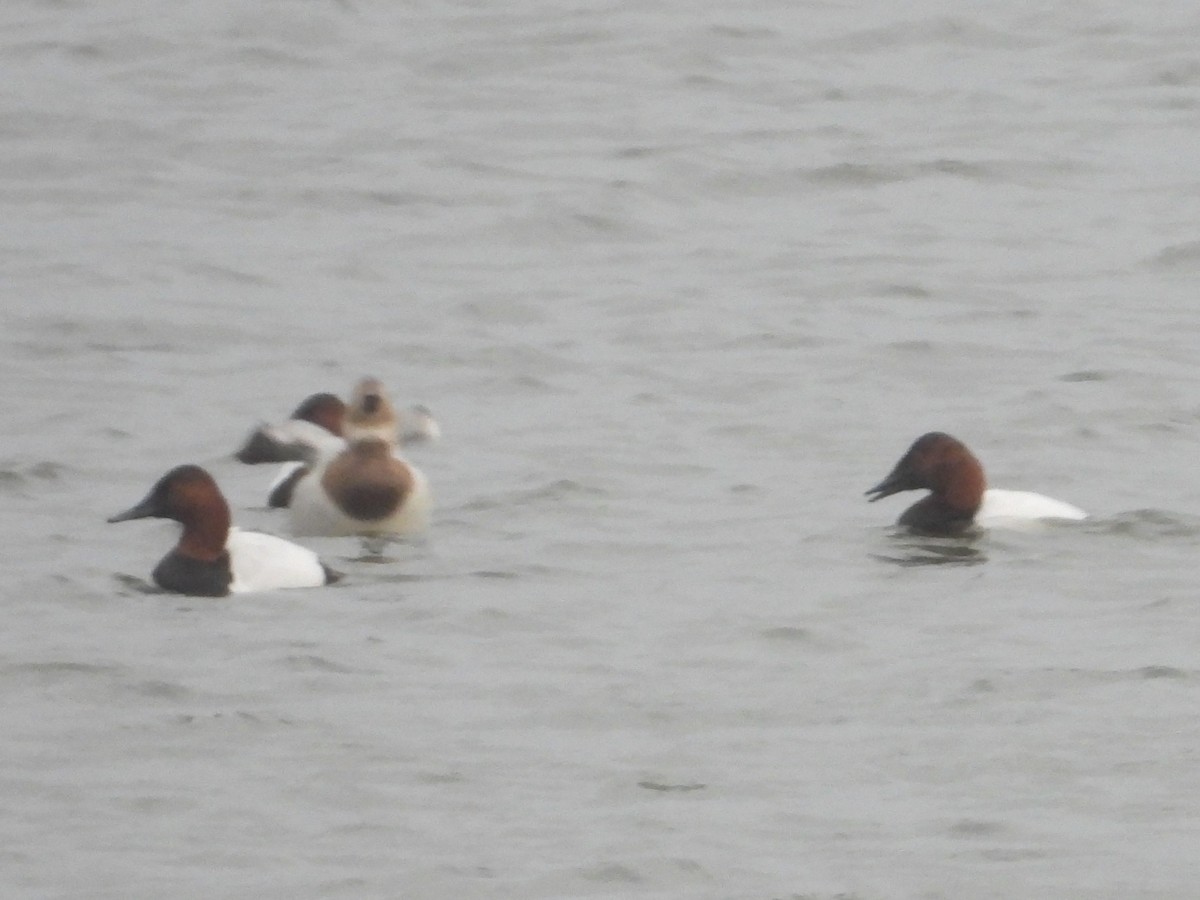 Попелюх довгодзьобий - ML647741275