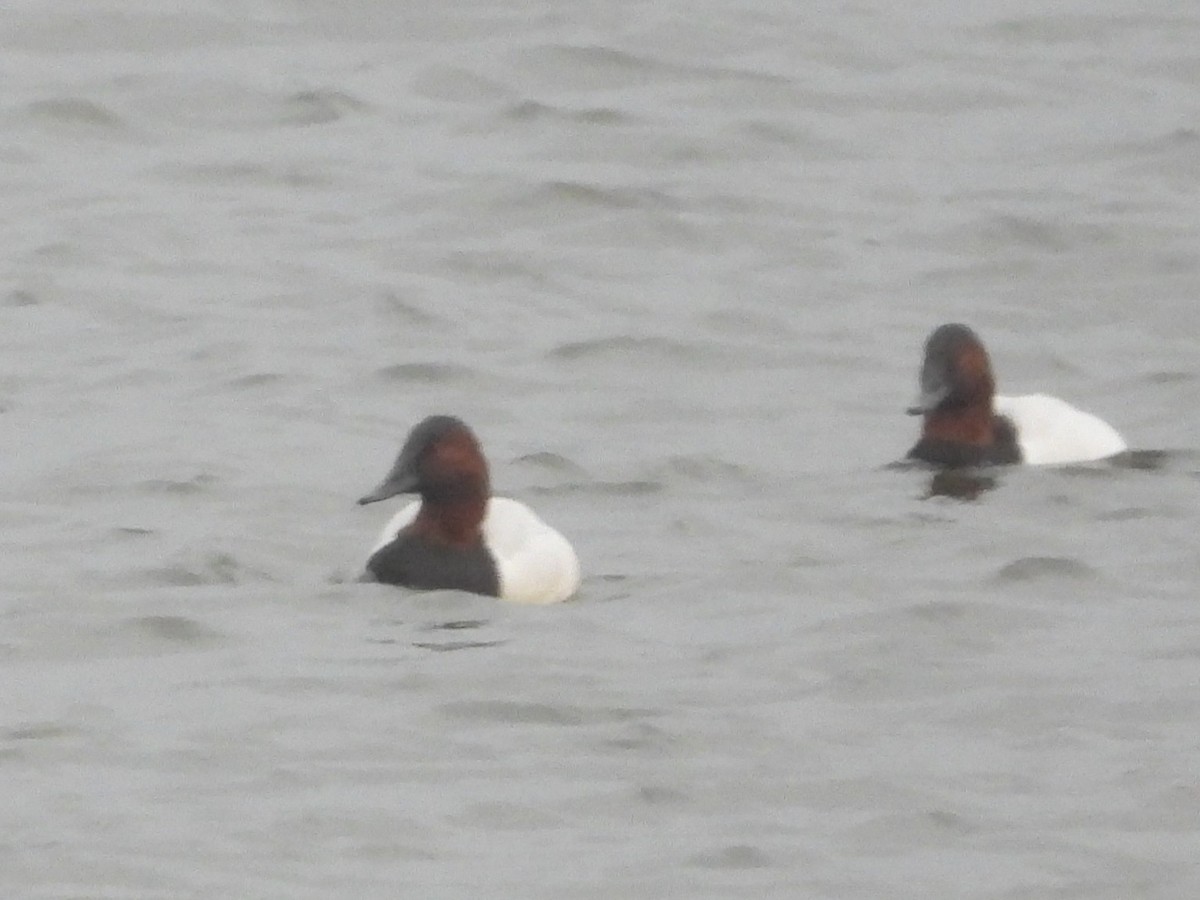 Попелюх довгодзьобий - ML647741276