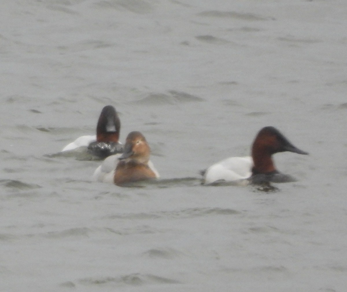 Попелюх довгодзьобий - ML647741277