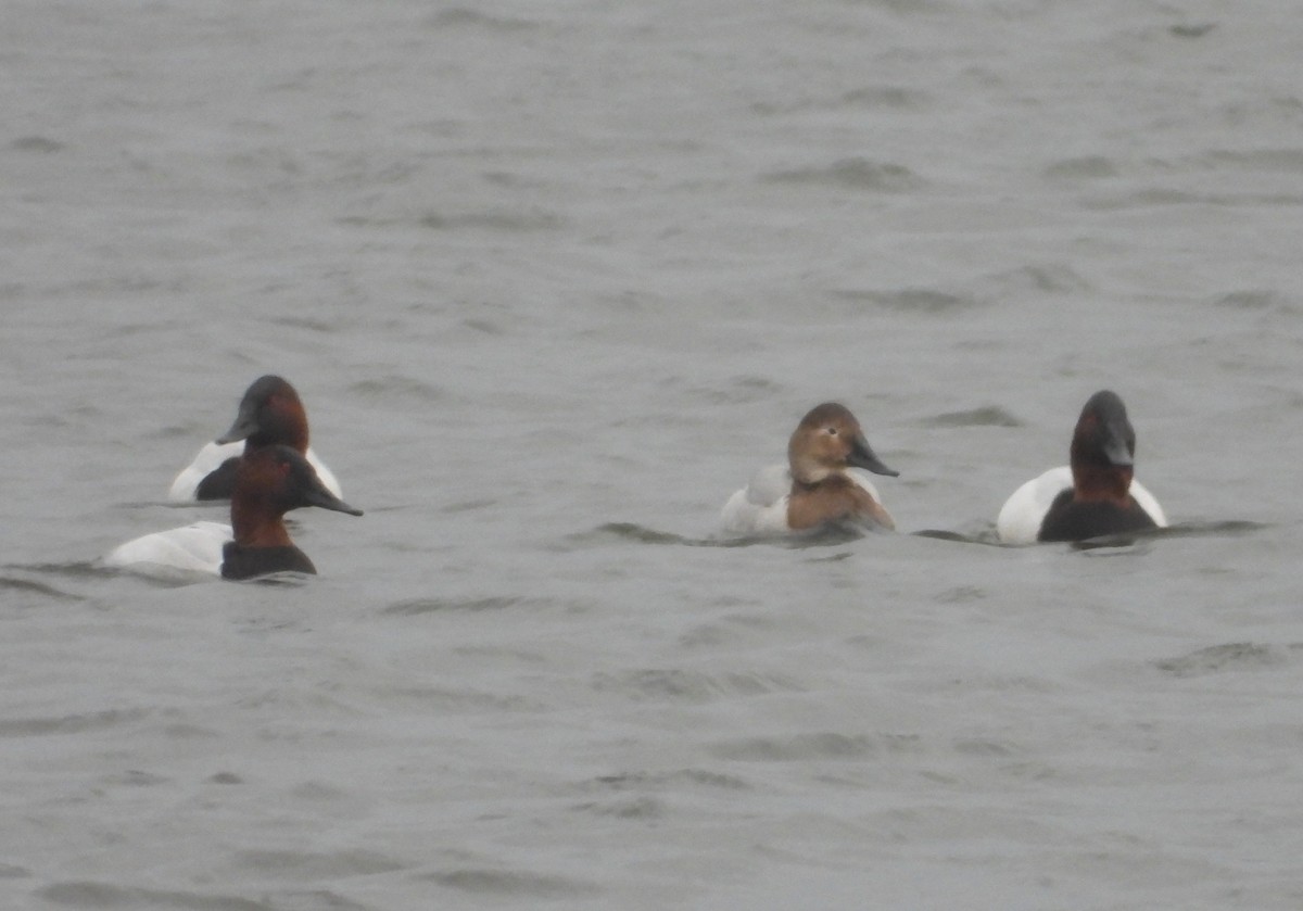 Попелюх довгодзьобий - ML647741278