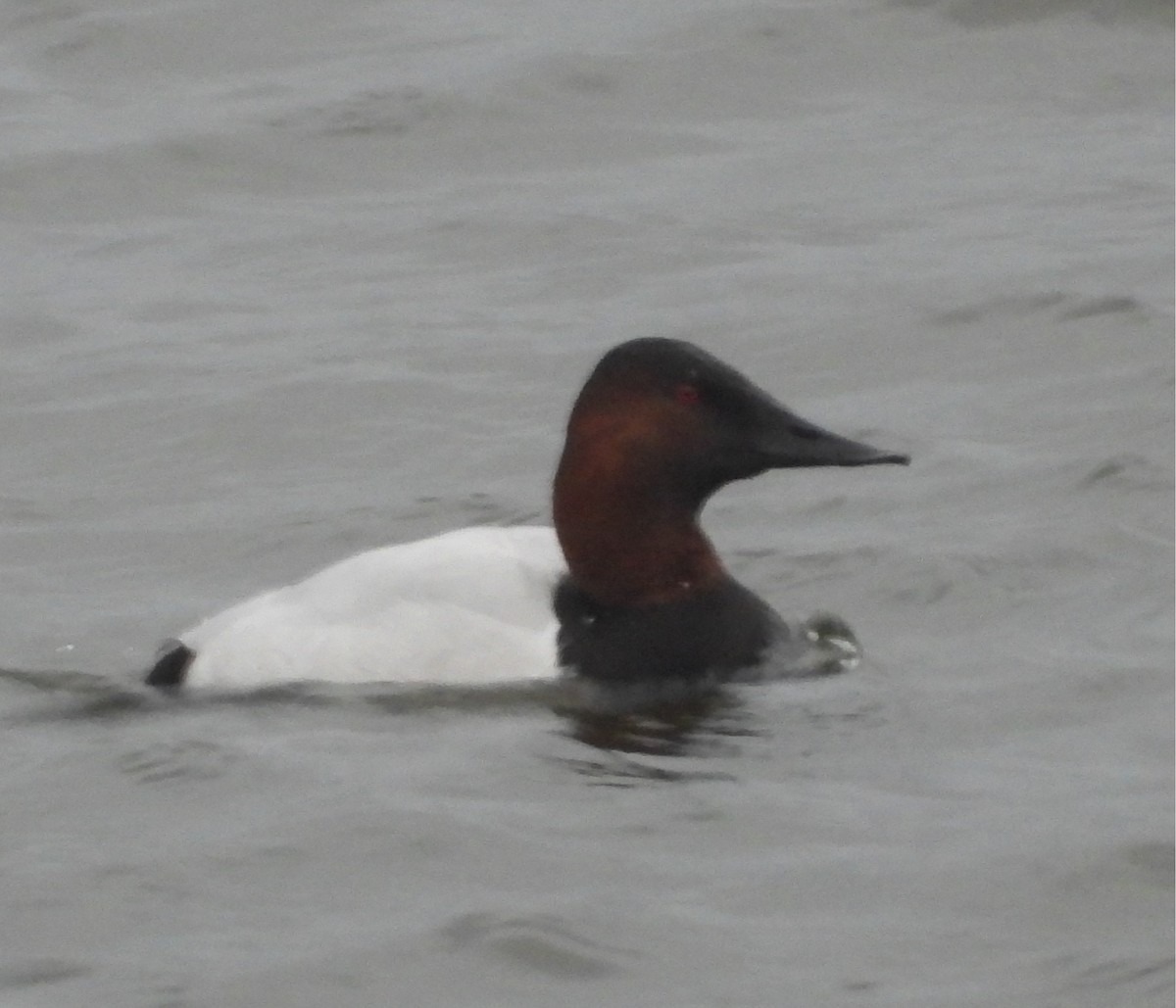 Попелюх довгодзьобий - ML647741279