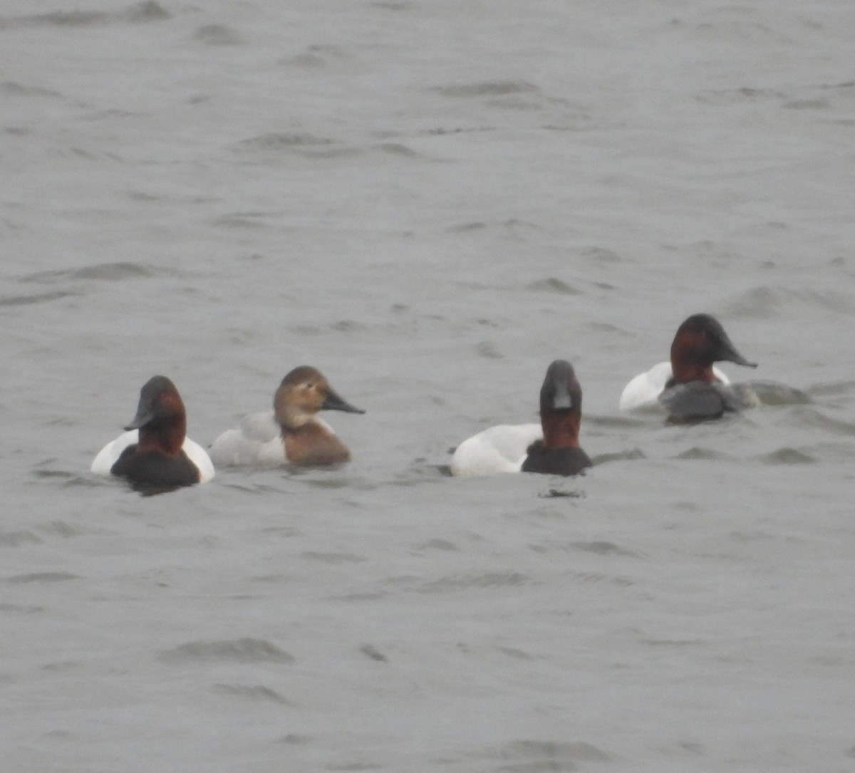 Попелюх довгодзьобий - ML647741280