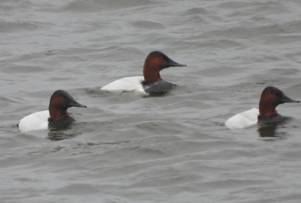 Попелюх довгодзьобий - ML647741281