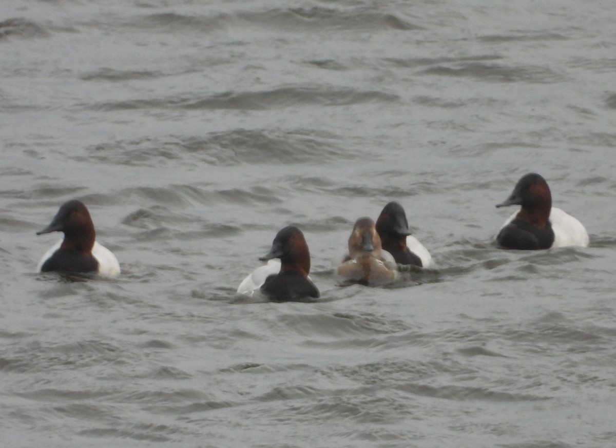 Попелюх довгодзьобий - ML647741282