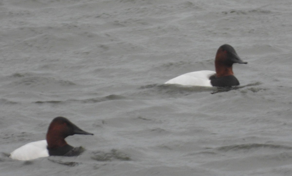 Попелюх довгодзьобий - ML647741283