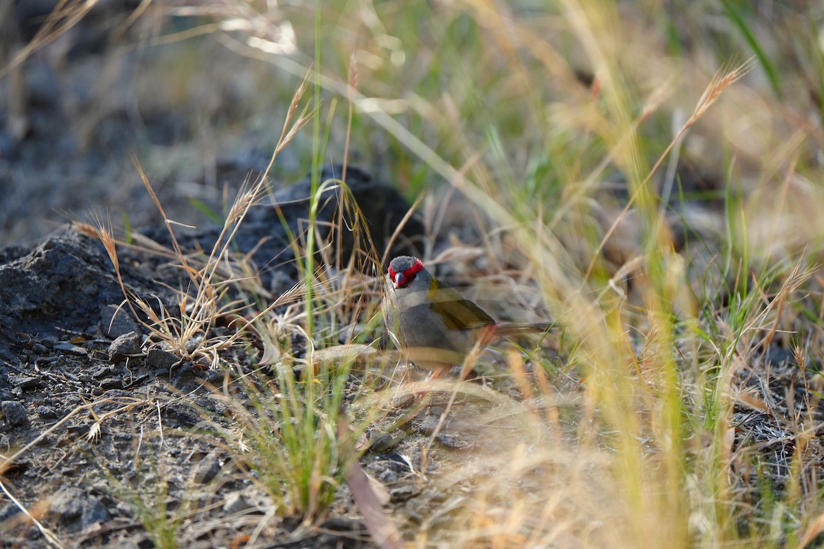 Амадина-рубінчик червоноброва - ML647741286