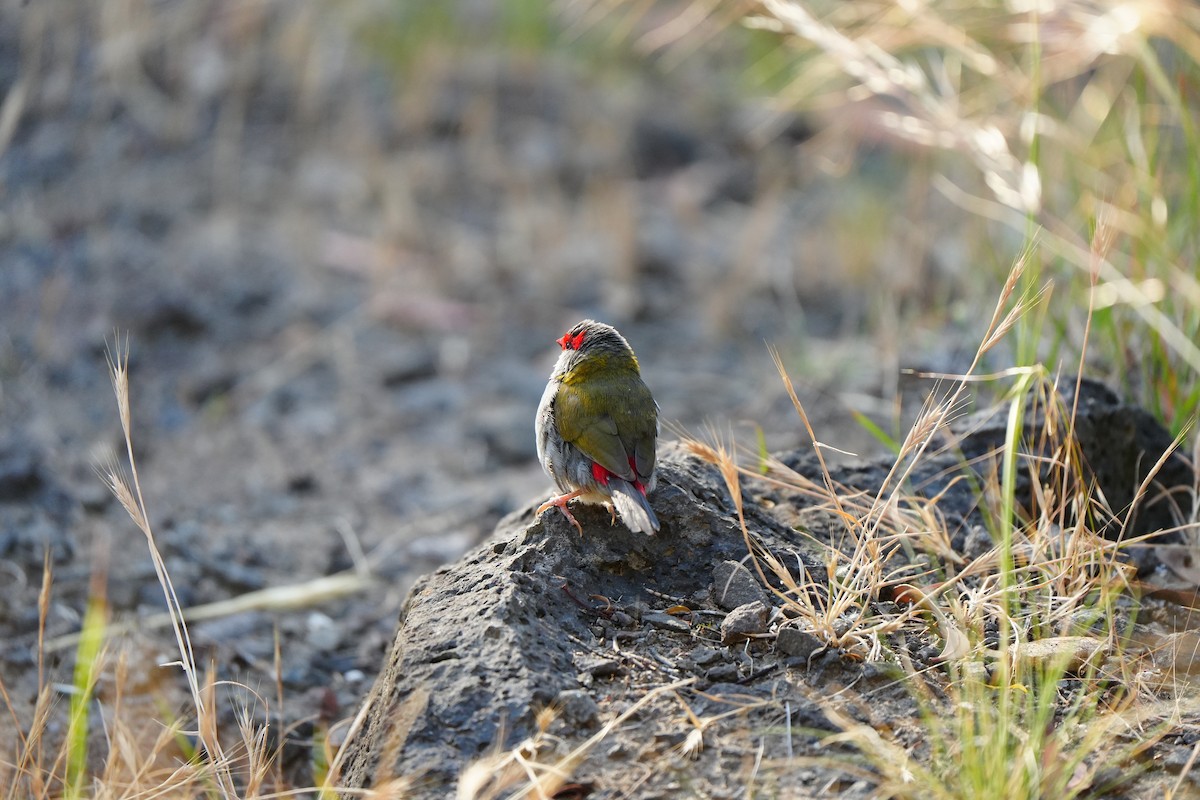 Амадина-рубінчик червоноброва - ML647741287