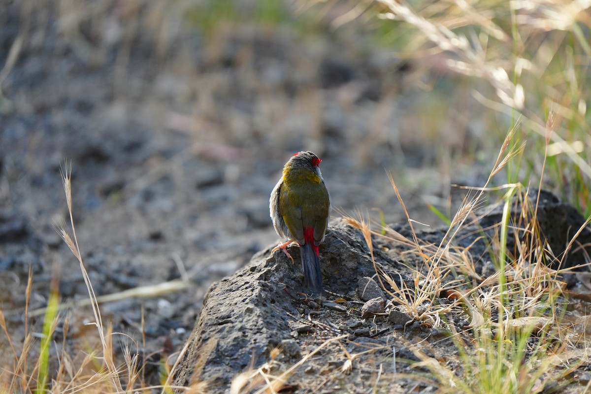 Амадина-рубінчик червоноброва - ML647741288