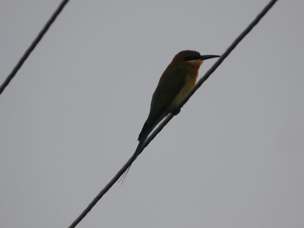 Бджолоїдка синьохвоста - ML647741289