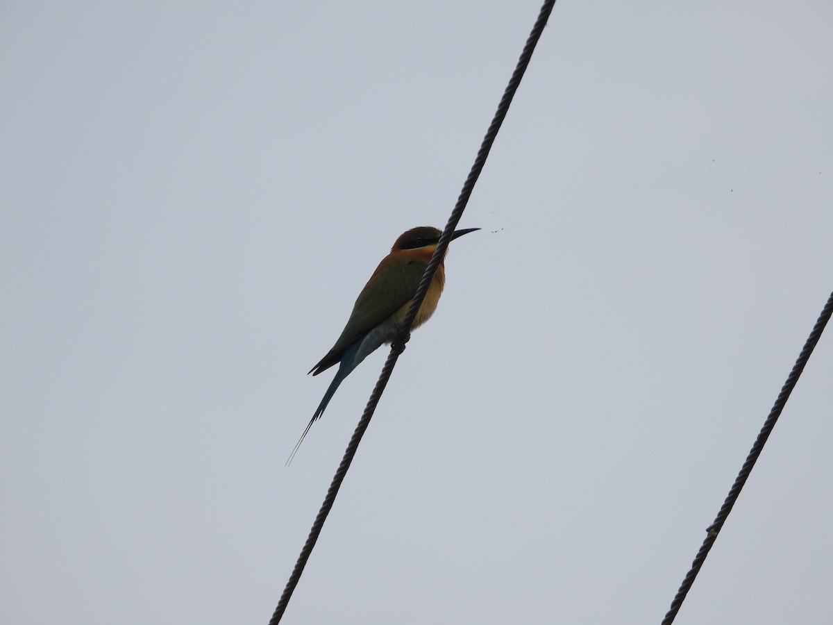 Бджолоїдка синьохвоста - ML647741290