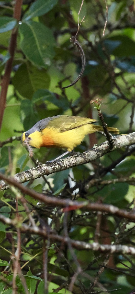 Вюргер золотистий - ML647741292