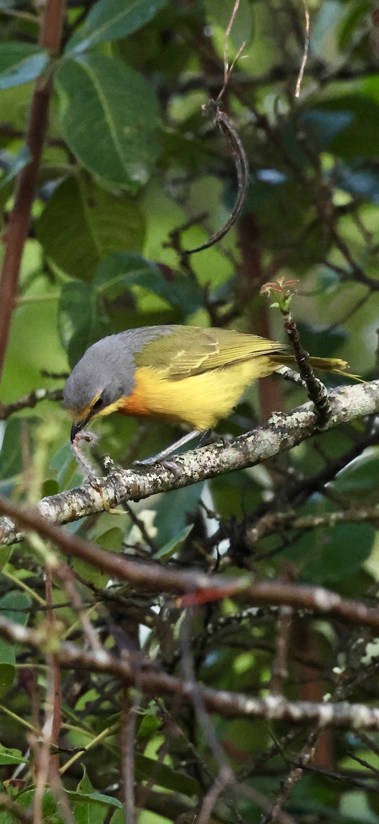 Вюргер золотистий - ML647741293