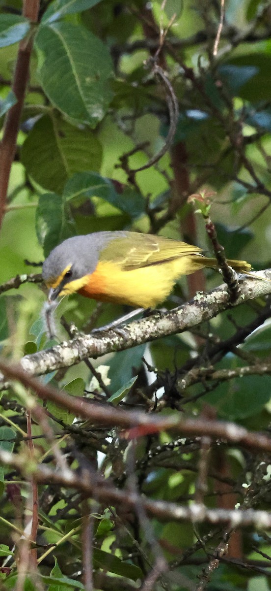 Вюргер золотистий - ML647741294