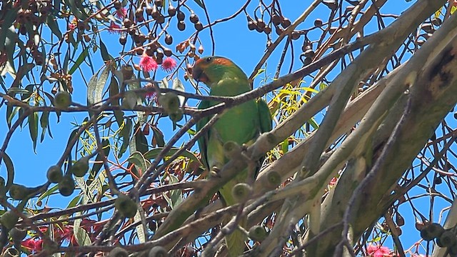 Musk Lorikeet - ML647741295