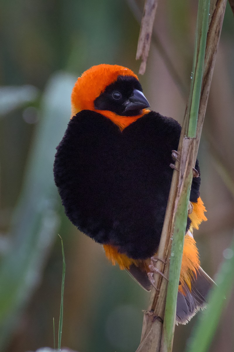 Вайдаг вогнистий - ML647741296