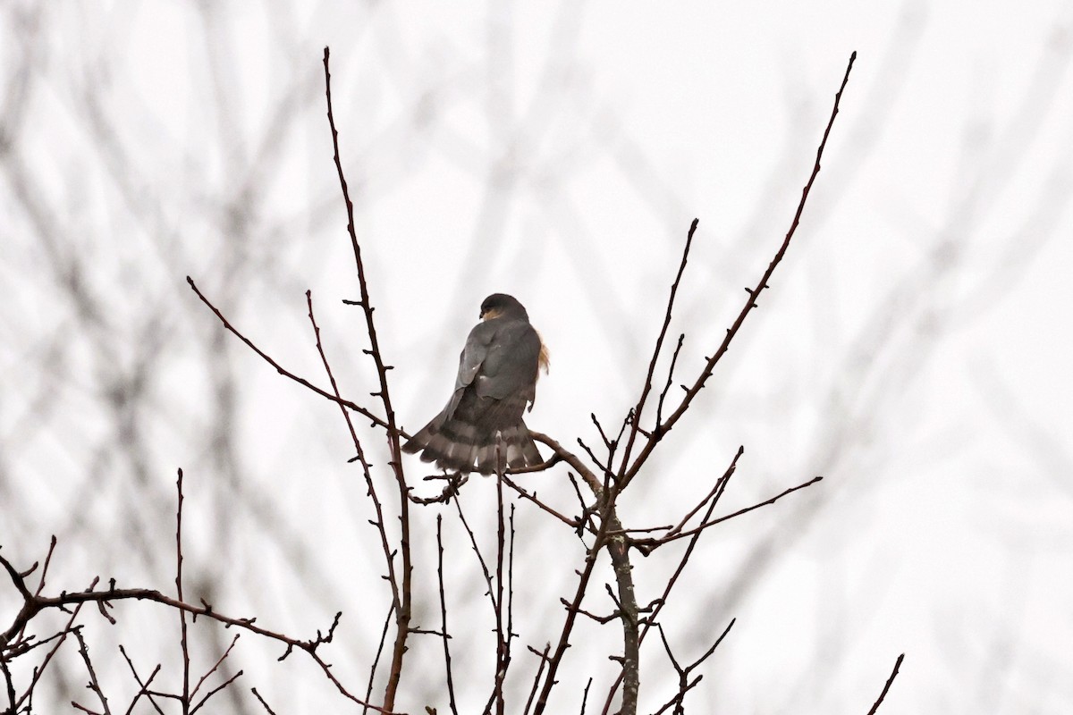 Яструб неоарктичний [група velox] - ML647741297