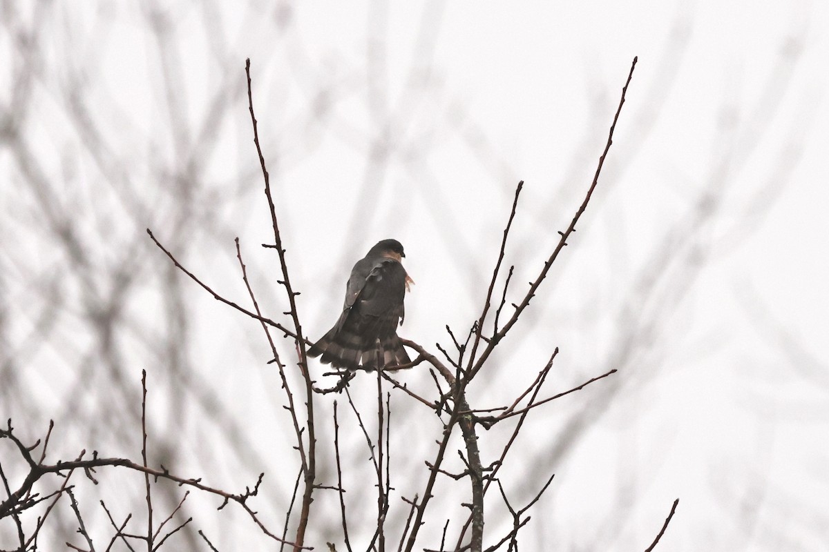 Яструб неоарктичний [група velox] - ML647741298