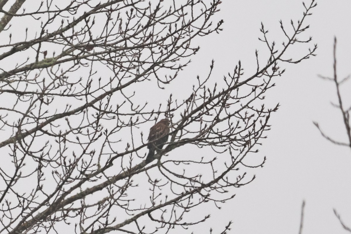 Канюк рудоплечий (підвид elegans) - ML647741301