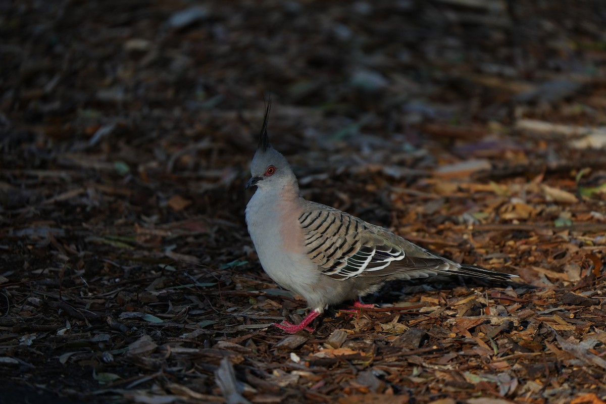 Голуб-бронзовокрил чубатий - ML647741302