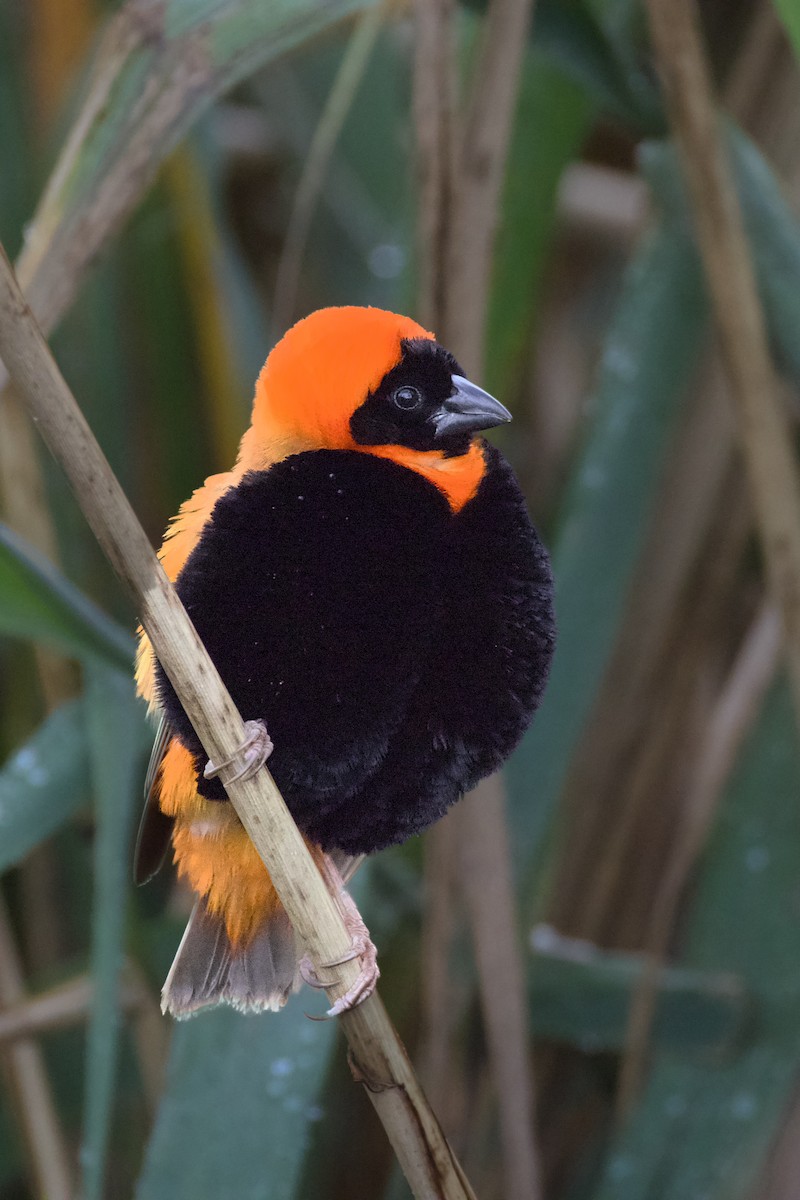 Вайдаг вогнистий - ML647741304