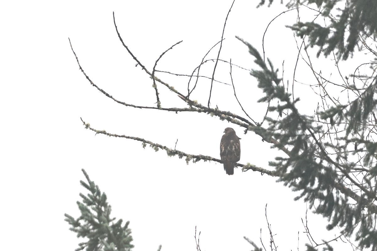 Канюк неоарктичний (підвид calurus/alascensis) - ML647741305