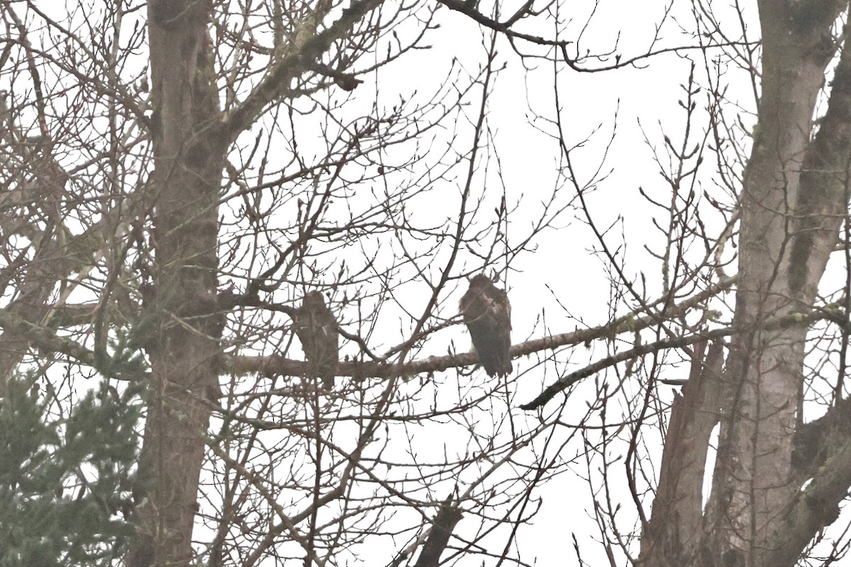 Канюк неоарктичний (підвид calurus/alascensis) - ML647741307