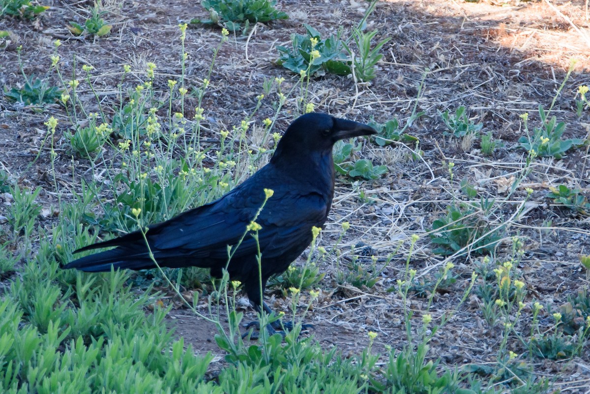 Common Raven - ML647741333