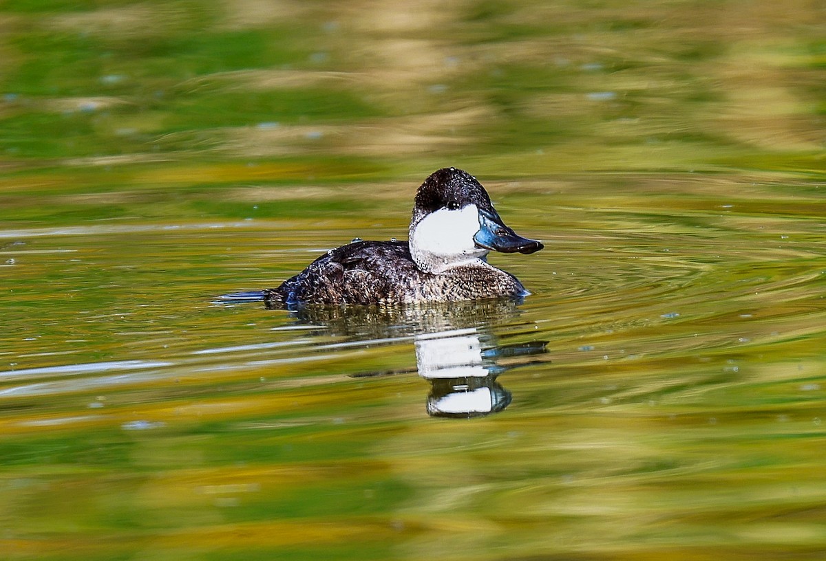 Ruddy Duck - ML647741334