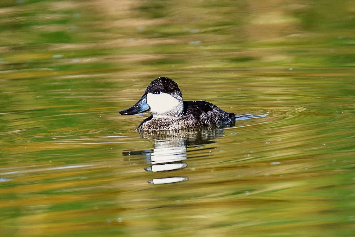 Ruddy Duck - ML647741335