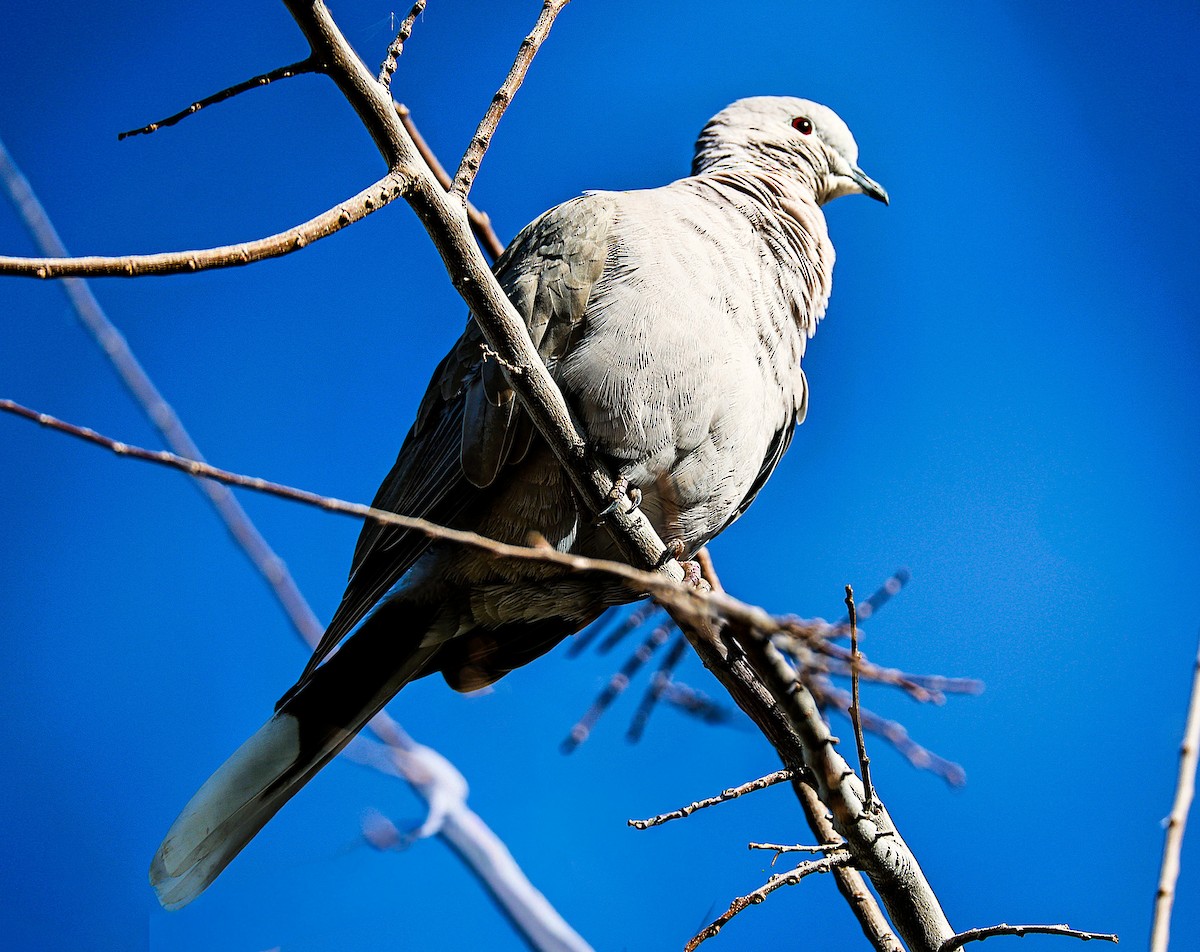 Eurasian Collared-Dove - ML647741342