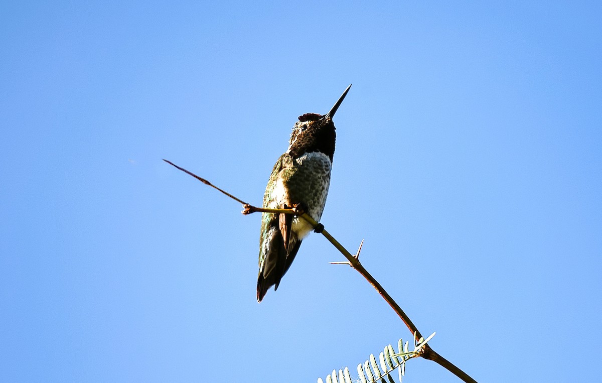 Anna's Hummingbird - ML647741352
