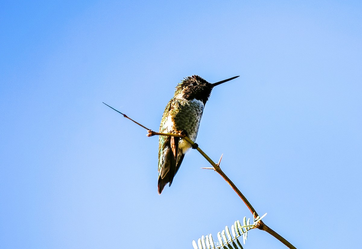 Anna's Hummingbird - ML647741353