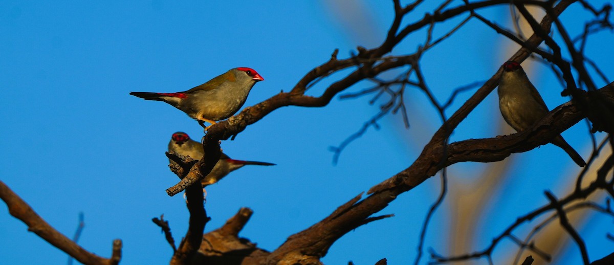 Diamante Cejirrojo - ML647741360