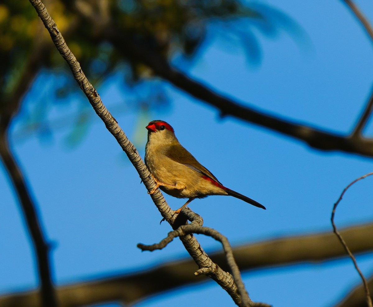 Diamante Cejirrojo - ML647741361