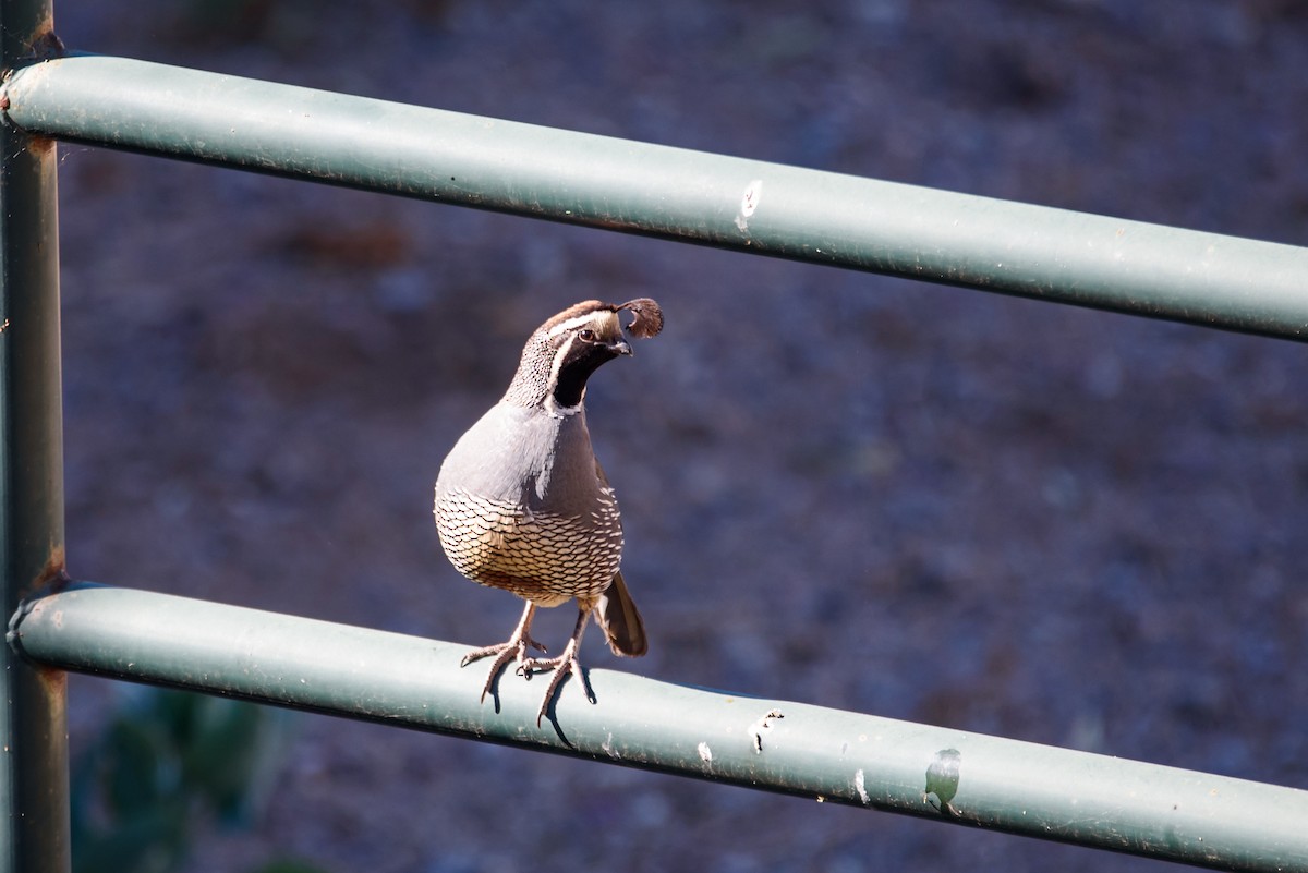 California Quail - ML647741364