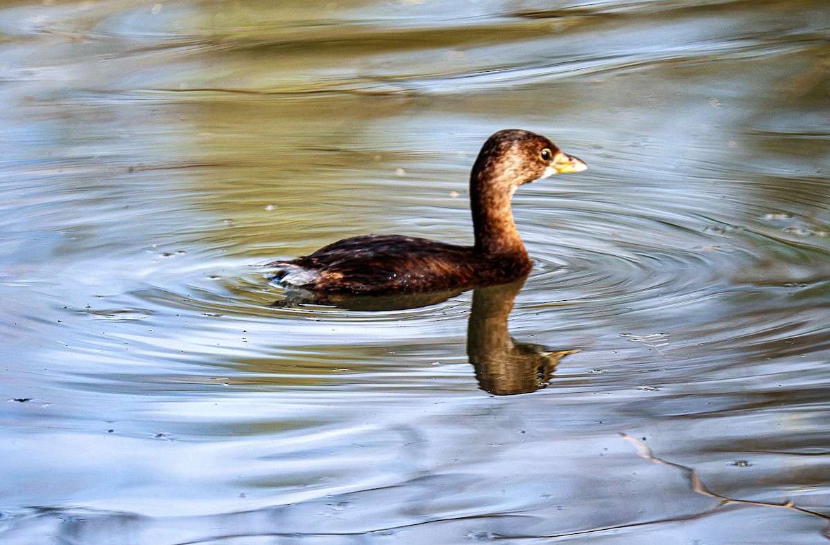 Pied-billed Grebe - ML647741366