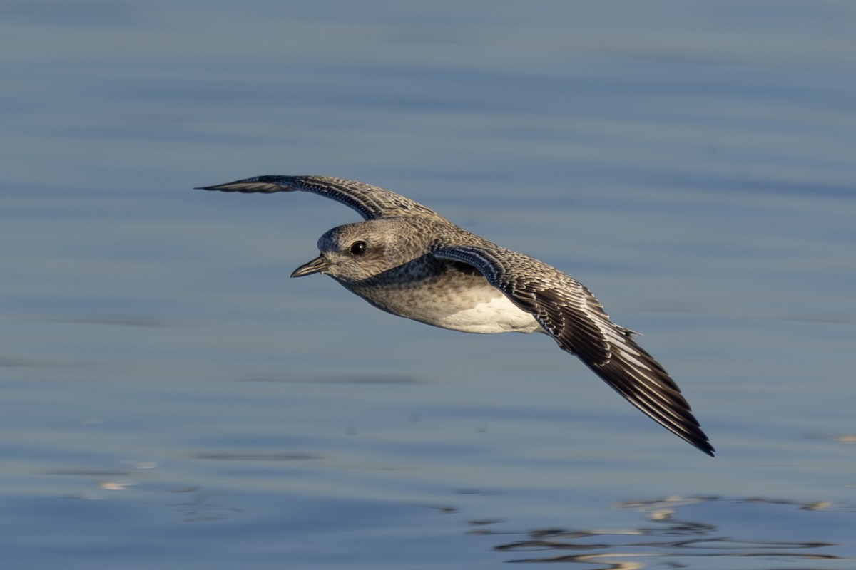 ダイゼン - ML647741367