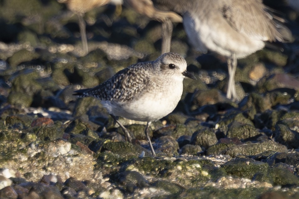 ダイゼン - ML647741368