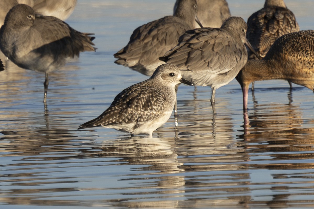 ダイゼン - ML647741369