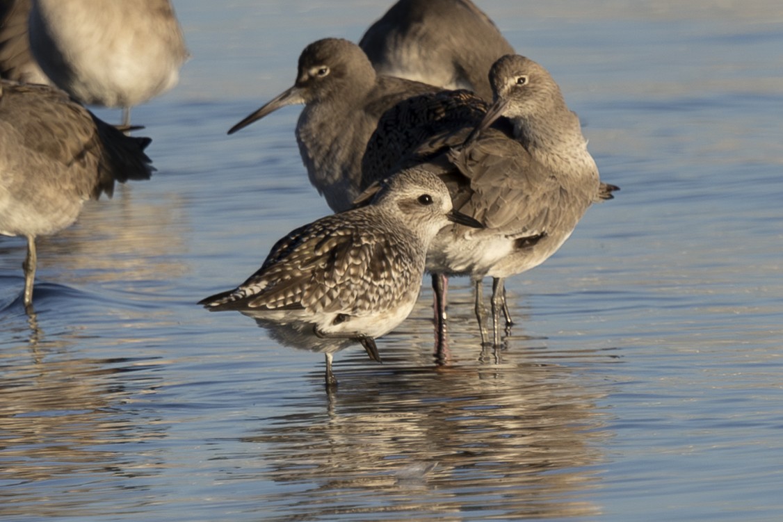 ダイゼン - ML647741370