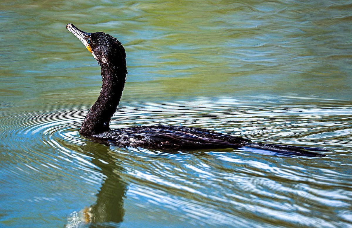 Neotropic Cormorant - ML647741386