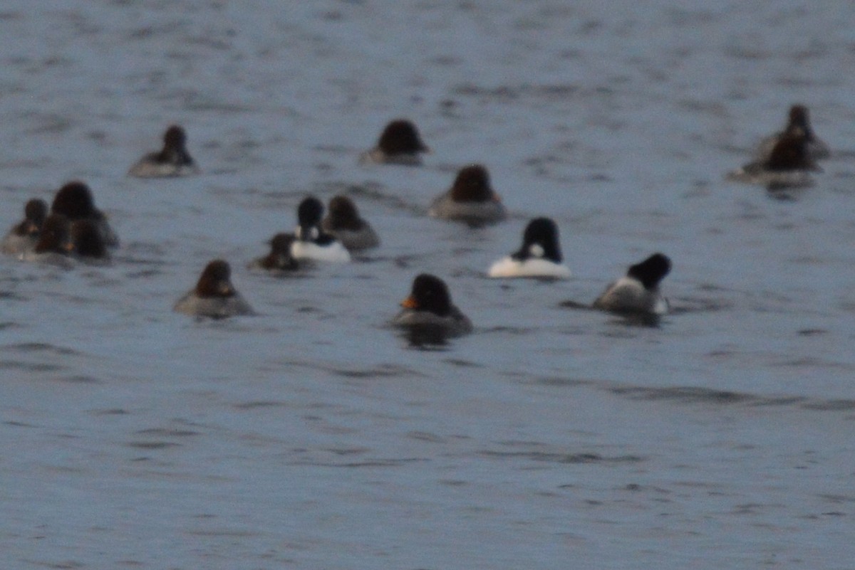 キタホオジロガモ - ML647741387