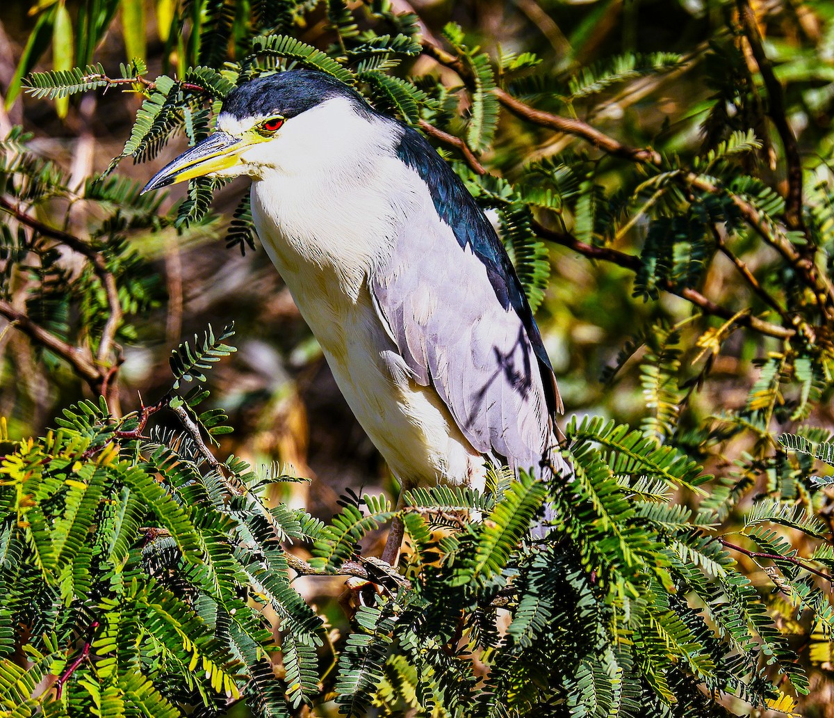 Black-crowned Night Heron - ML647741396