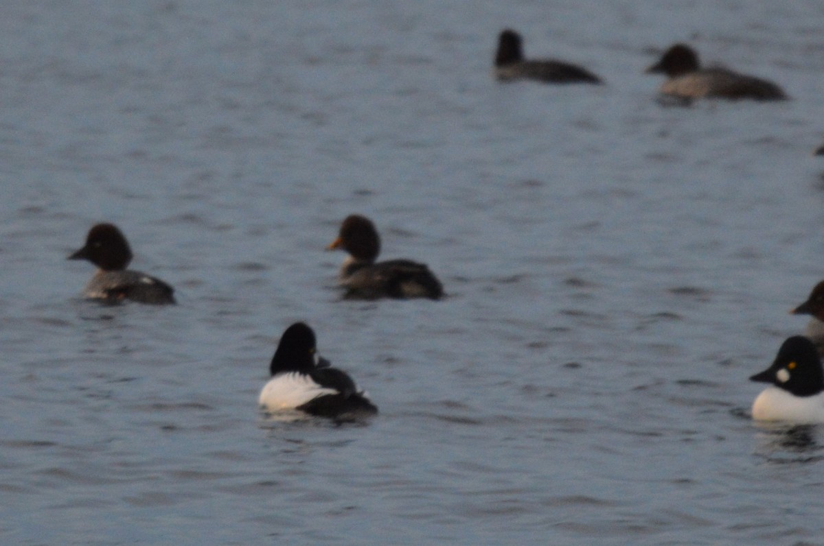 キタホオジロガモ - ML647741402